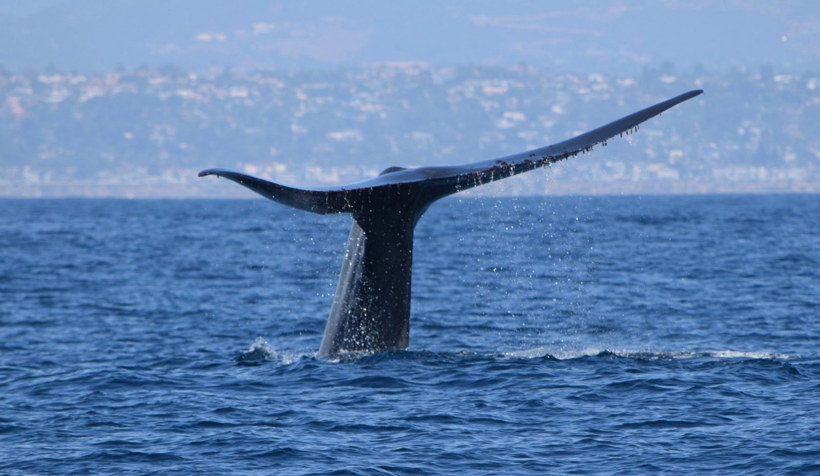 Whale Tail